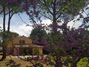 Il Montedoro Guardistallo